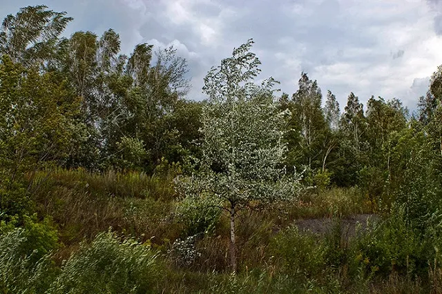 В Свердловской области ожидаются сильные дожди, грозы, град, шквалистый ветер
