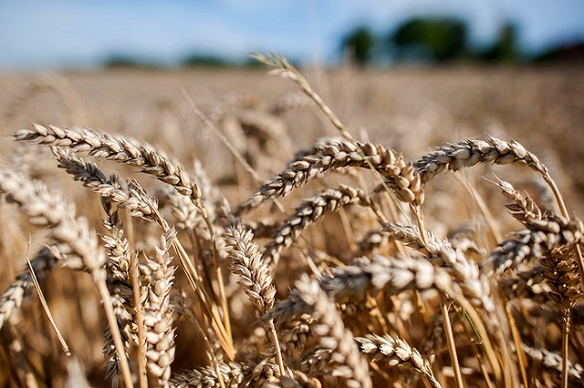 Минсельхоз РФ назвал размер субсидий на возмещение прямых затрат в АПК