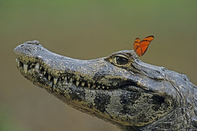 В США построят лагуну для дайвинга с аллигаторами