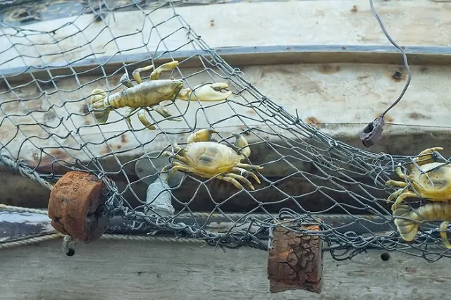 «Ну, может в дороге придавило». Екатеринбурженка отказалась есть мертвого рака