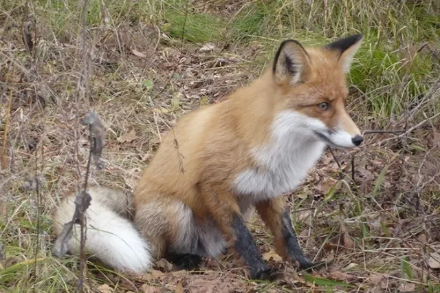 В свердловском городе зафиксировали случай бешенства