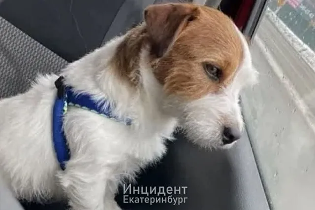 Свердловчанка намерена отсудить у собачьего приюта «двортерьера», чтобы избавиться от него