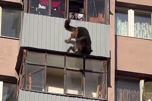 «Что-то ее напугало». Собака выпала с 15 этажа в Подмосковье (ФОТО)