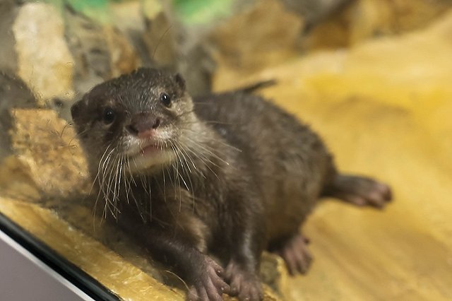 В Екатеринбургском зоопарке появился новый симпатичный зверёк