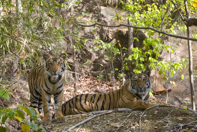 В Индии тигр похитил женщину
