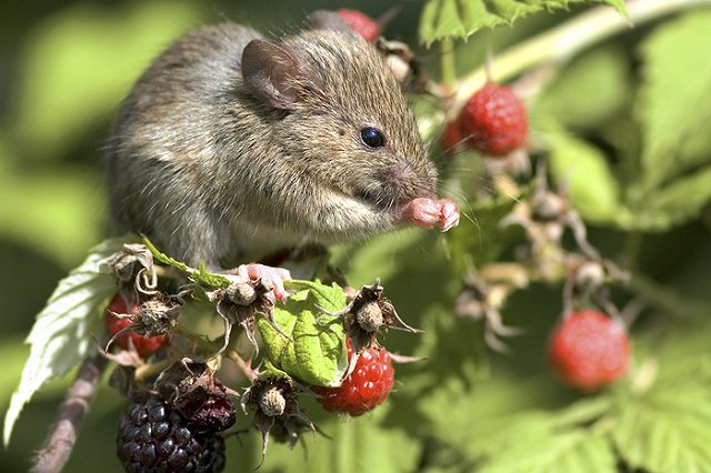 В США вывели самцов мышей без мужской Y-хромосомы