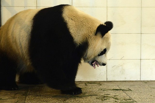 В Великобритании разработали правила скрещивания человека и животных