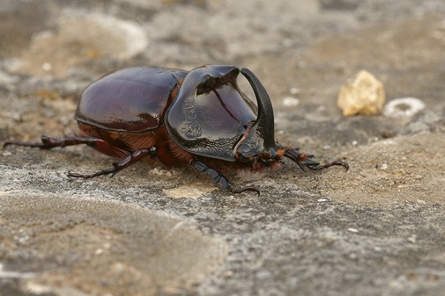 Жительница Екатеринбурга призвала горожан не давить жуков-оленей
