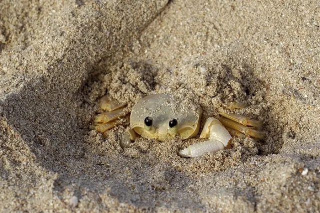 Член банды Цапков Вячеслав Цеповяз получил государственную защиту