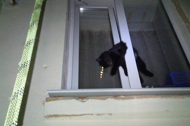 В Екатеринбурге спасатели вытащили погибающую кошку из оконного проёма