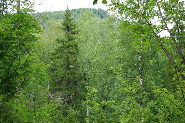 Двое туристов и медведь перепугали друг друга в нацпарке «Таганай»