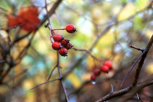 Число жертв отравления «Боярышником» в Иркутске достигло 15 человек