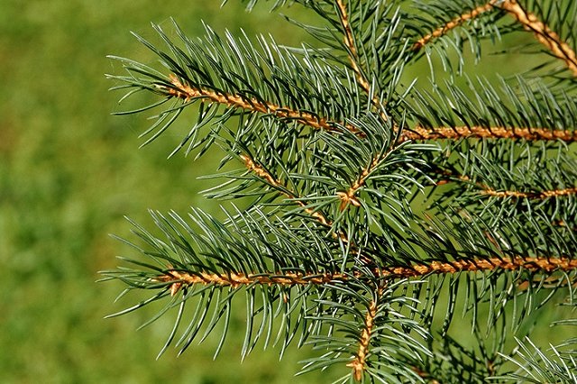 Геи отомстили главе, высадив голубые ели у администрации