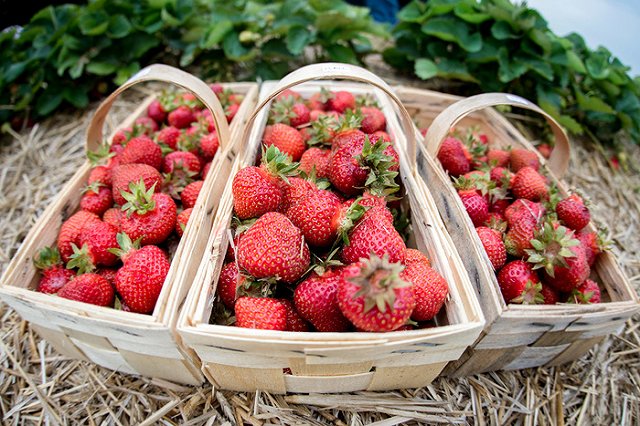 Полиция Австралии задержала подростка, который втыкал иглы в клубнику