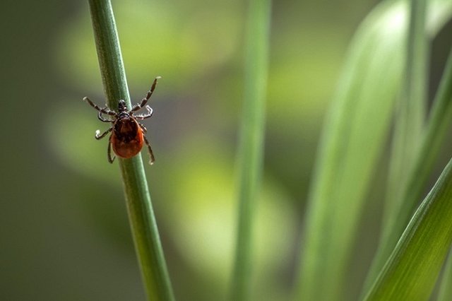 Уральцам рассказали, как обезопасить себя от клещей