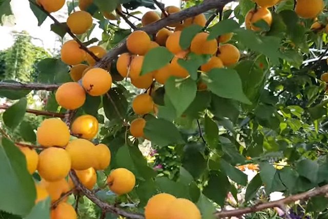 Врачи рассказали, сколько в день можно съедать абрикосов