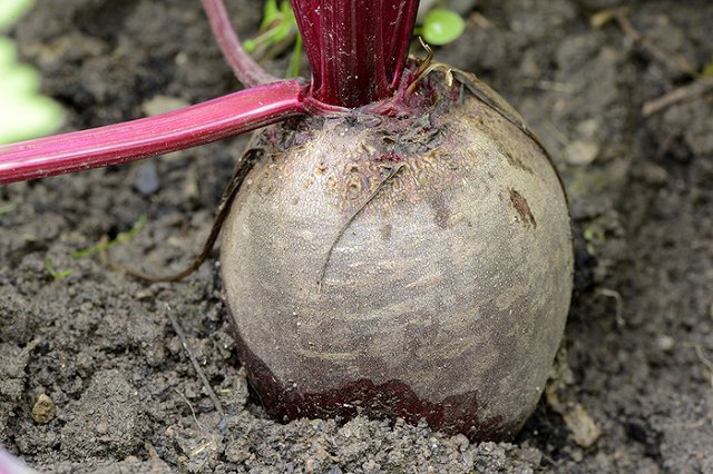 Медведев повысил повздорившего со студенткой замглавы Минсельхоза
