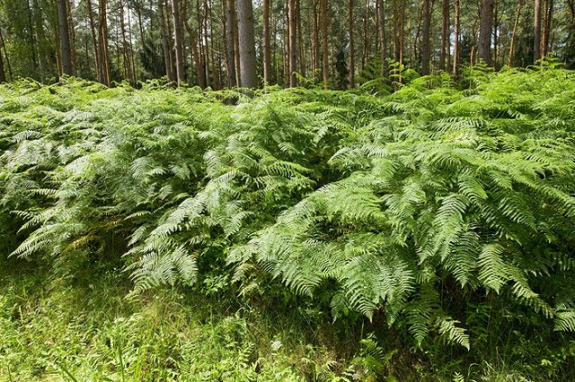 Япония задумалась о закупке папоротника орляка на Алтае