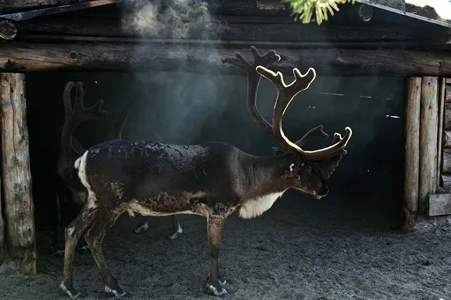 Предприниматель из ЯНАО «наварился» на краденых рогах