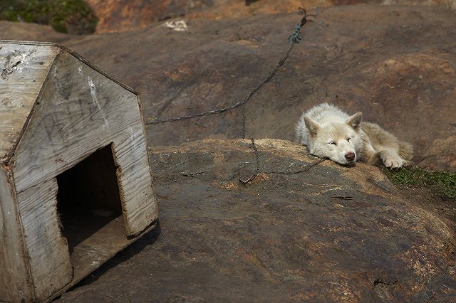 Бойцовая собака загрызла прохожего в Свердловской области