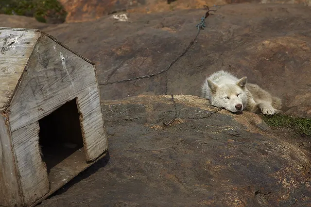 Бойцовая собака загрызла прохожего в Свердловской области