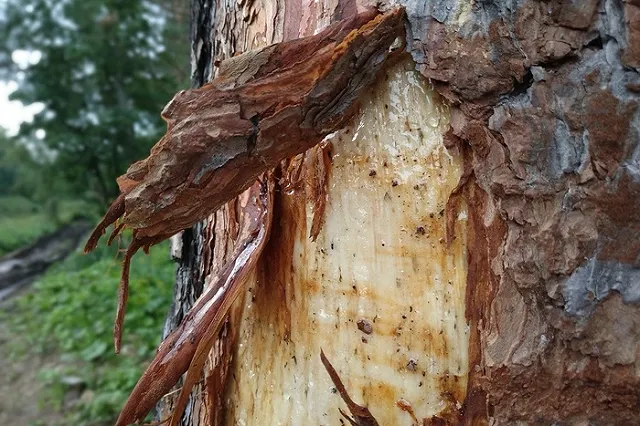 ЕГД пообещала дать статус особо охранямых зон 19 скверам и паркам. СПИСОК