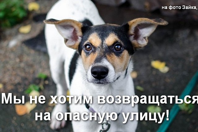 В октябре все собаки городского Пункта содержания животных окажутся на улице
