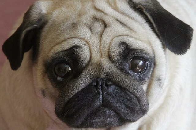 В Лондоне гражданин России убил своих родителей из-за собаки