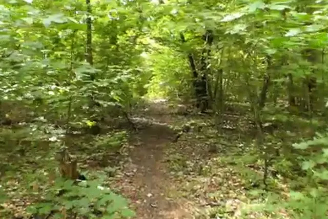 В лесополосе на Елизавете нашли тело мужчины