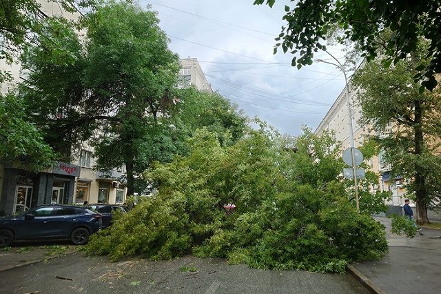Упавшее дерево перегородило проезд по улице Мамина-Сибиряка