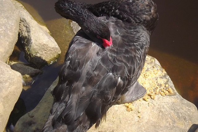 В Кургане браконьеры подстрелили лебедя на водоеме в черте города