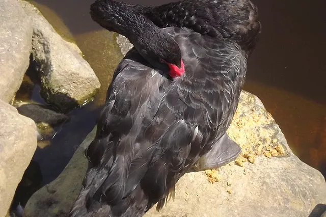 В Кургане браконьеры подстрелили лебедя на водоеме в черте города