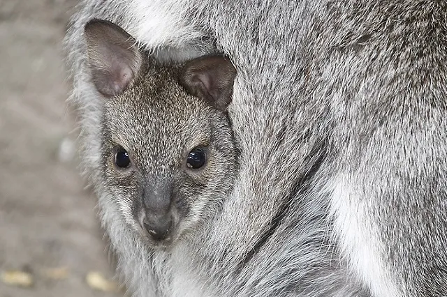 Самка кенгуру показала, что прятала в сумке несколько месяцев