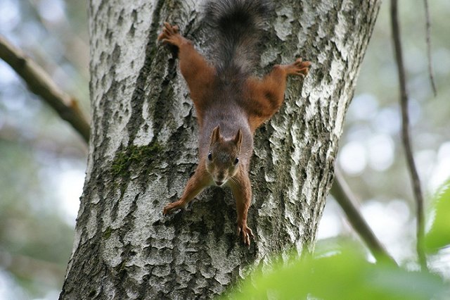 Роспотребнадзор: посещать «Оленьи ручьи» опасно из-за клещей и грызунов