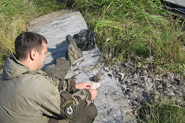 Весенняя охота на медведя впервые будет открыта в этом году в Тюменской области