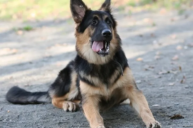 Замминистра спорта РФ обсудил в Екатеринбурге умервщление бродячих собак