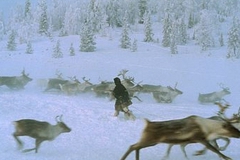 Чиновников в Якутии уволили за незаконную охоту