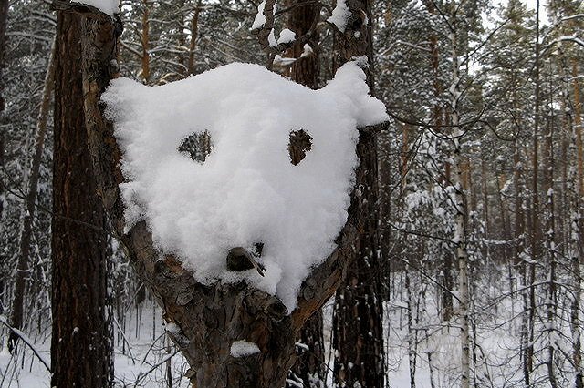 В США запретили селфи с медведями