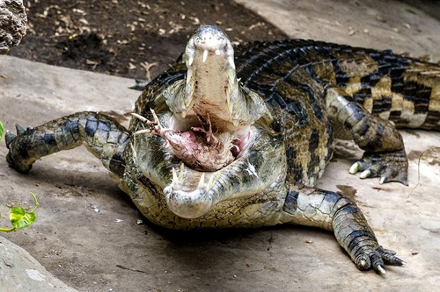 Обитатели екатеринбургского зоопарка не стали хуже питаться в кризис