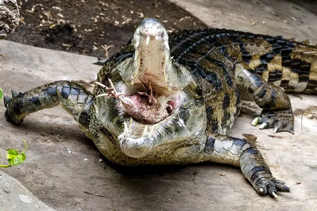 Обитатели екатеринбургского зоопарка не стали хуже питаться в кризис