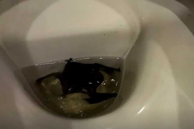 Екатеринбуржец нашел в унитазе летучую мышь