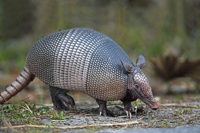 Техасец пострадал из-за стрельбы в броненосца