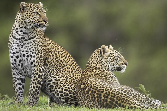 «Синара-Девелопмент» начнет строить новый зоопарк в 2020 году