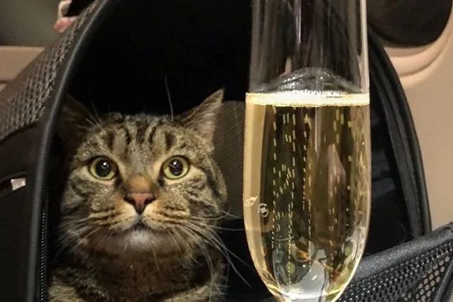 «Аэрофлот» изменил правила перевозки животных