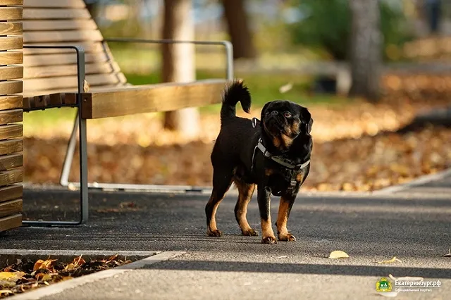 «Собачий парк» на Ясной уменьшится на 2 га