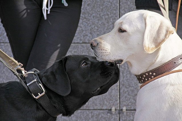 Путин подарил тульской школьнице щенка лабрадора