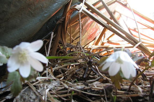 В Каменске-Уральском появилась первая укушенная клещом