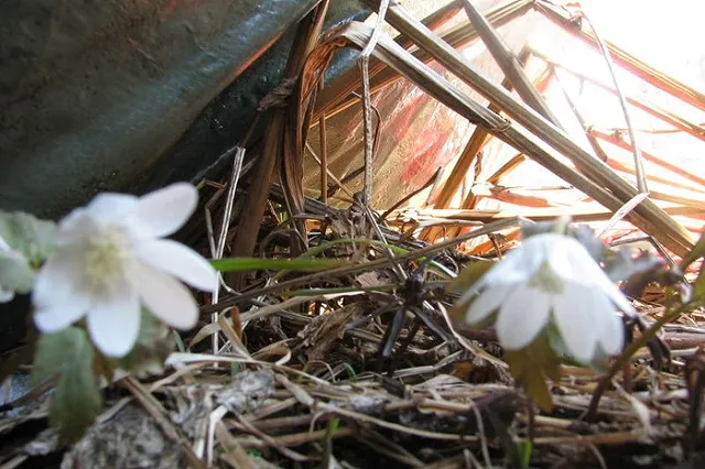 В Каменске-Уральском появилась первая укушенная клещом