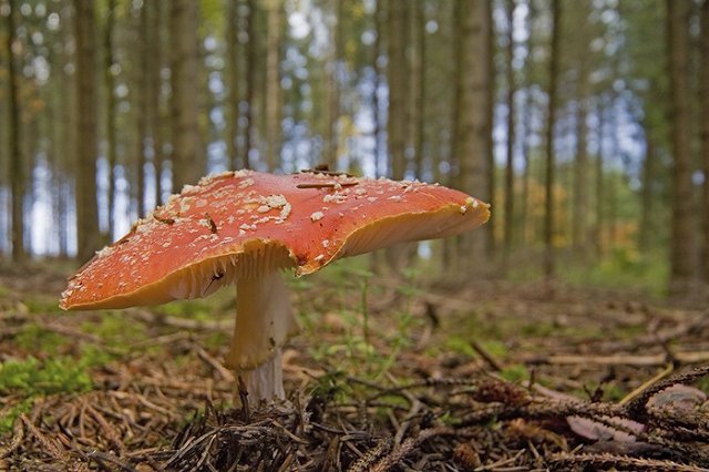 Восьмилетняя девочка умерла от отравления грибами в Волгоградской области