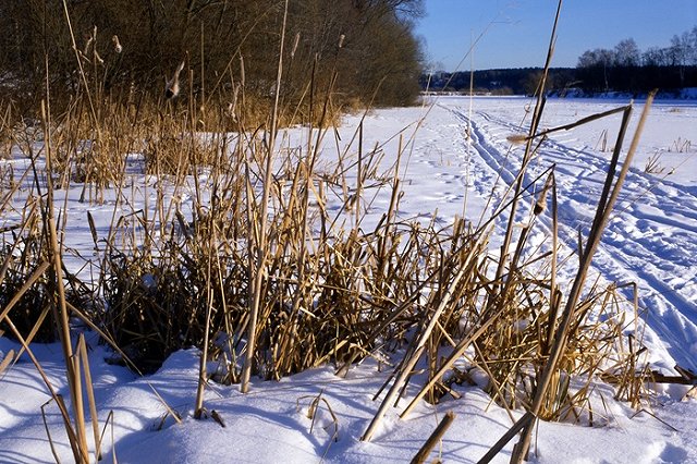 В лесу под Нижнекамском зверски убили лыжницу